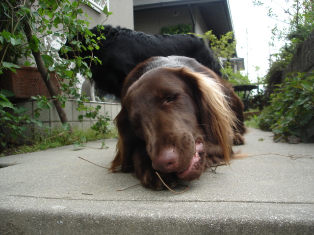 d0078080_915415.jpg