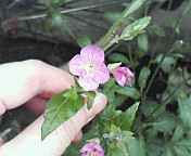 c0109891_1445199.jpg