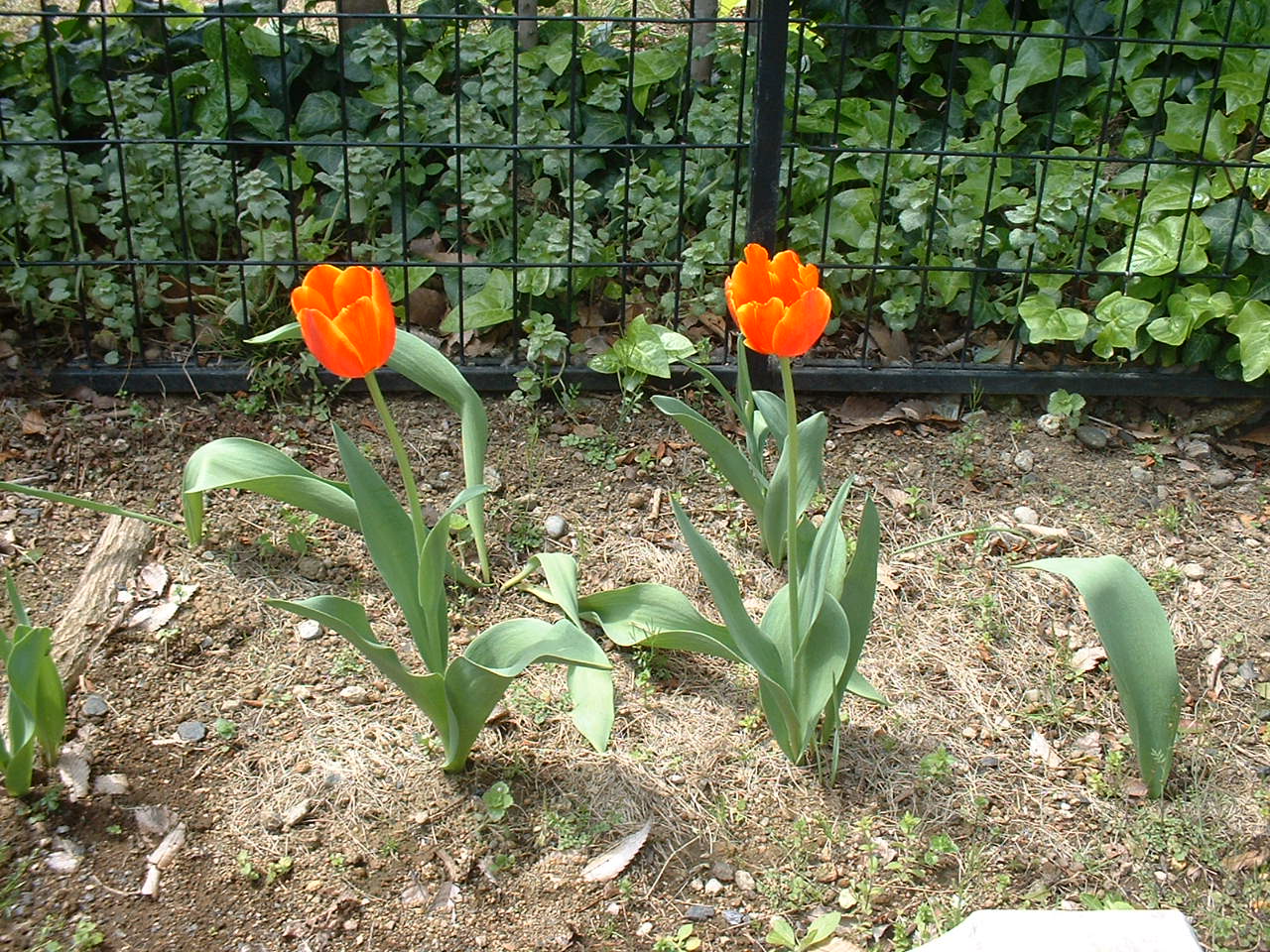 b0039295_2147386.jpg