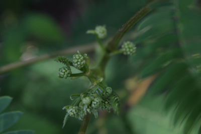 d0100095_526438.jpg