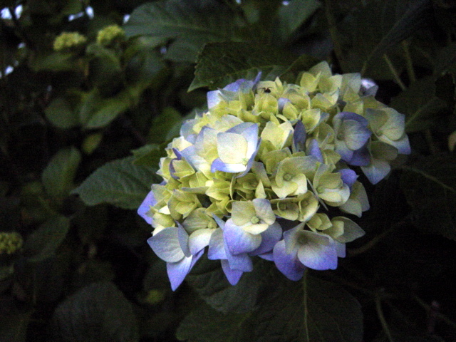 d0010496_1149063.jpg