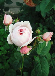 d0001008_9103138.jpg