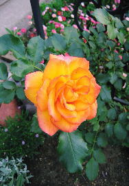 d0001008_9341696.jpg