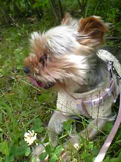 e0090610_1740298.jpg