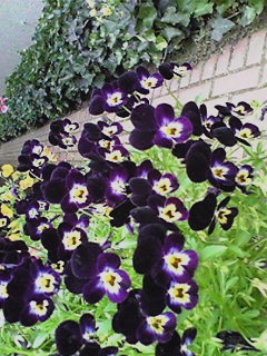 a0101715_0384820.jpg