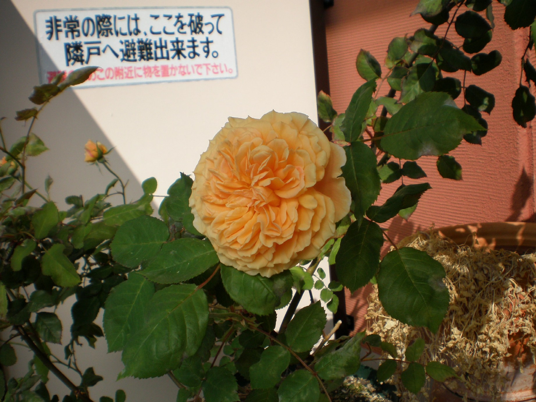 e0108719_10423134.jpg