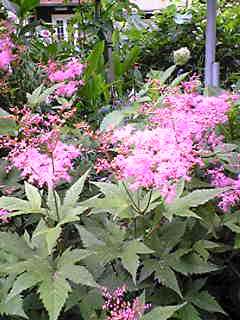 d0035823_17262675.jpg