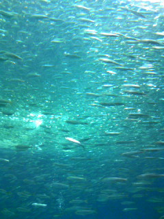 d0103548_1504948.jpg