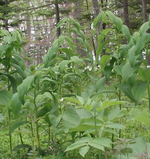 e0004756_21165352.jpg