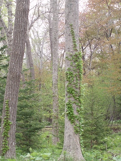 e0004756_21184772.jpg