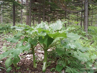 e0004756_21191645.jpg