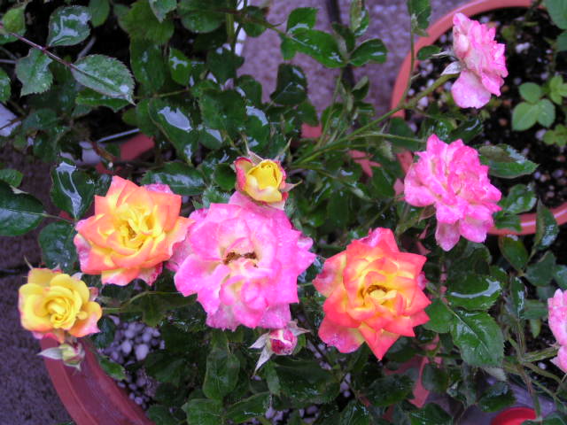 f0074659_14322469.jpg