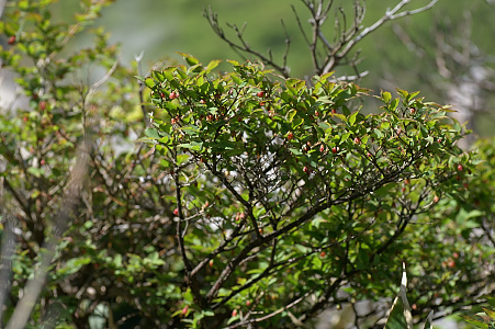 e0054067_8115412.jpg