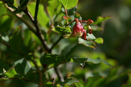 e0054067_812645.jpg