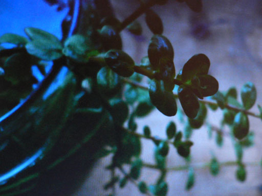 e0112379_1363189.jpg