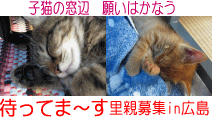 子猫の窓辺 願いはかなう