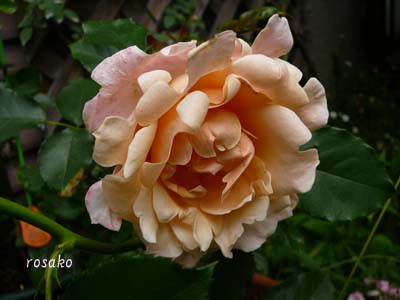 f0059818_2322735.jpg