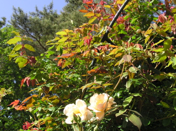 f0128723_20525630.jpg
