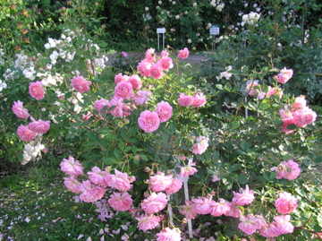 f0128723_2243337.jpg