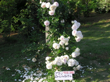 f0128723_22502062.jpg