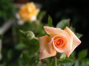 b0031925_11193593.jpg