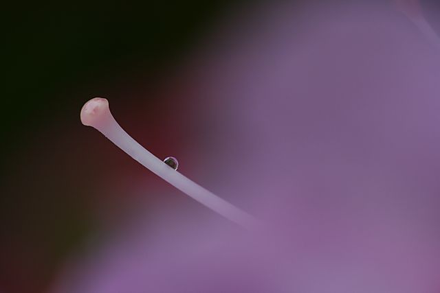 e0089134_823290.jpg