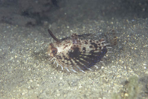 b0042837_21262975.jpg