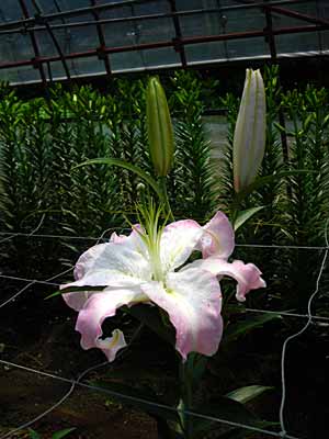 e0097770_1344882.jpg