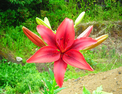 e0097770_134979.jpg
