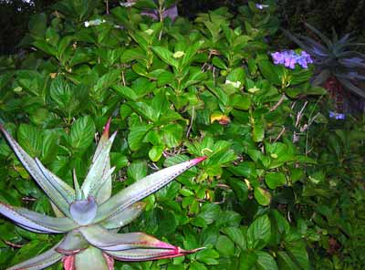 e0097770_20104948.jpg
