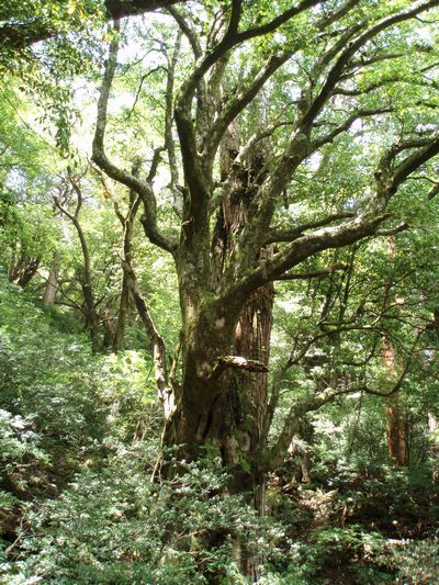 d0082980_99279.jpg