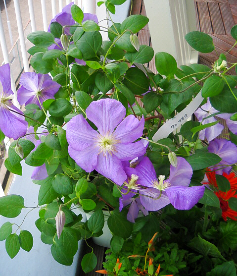 可愛い緑の葉っぱに、紫色のふわっとした大きな花びら。つぼみも沢山持っていて、これからが楽しみな鉢です。