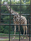 b0080033_1505711.gif