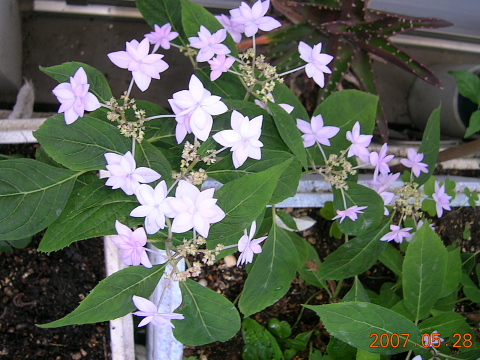a0030639_21245754.jpg