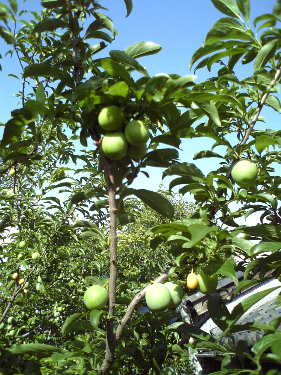 c0124776_557572.jpg
