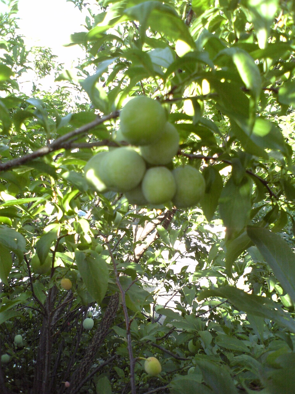 c0124776_5585179.jpg