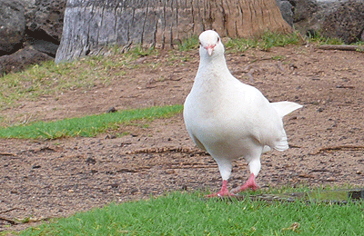 b0019591_23173490.gif