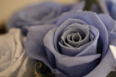 d0100192_2042108.gif