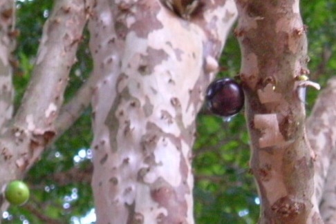 e0118096_1531334.jpg