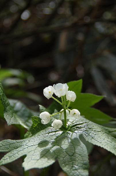 b0039226_17232620.jpg