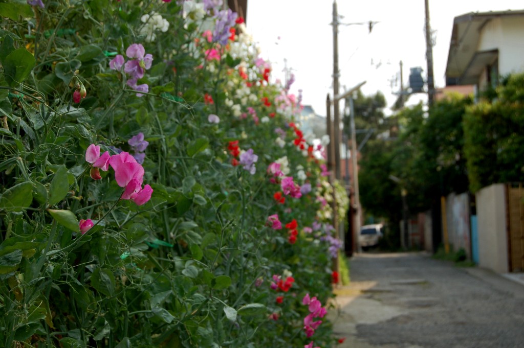 e0107030_8184831.jpg