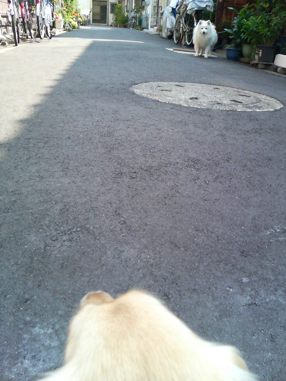 c0117831_19431350.jpg