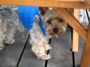テーブルの下で何が物欲しそうな顔をしているラッキー君。ブルーのポロシャツを着ています。