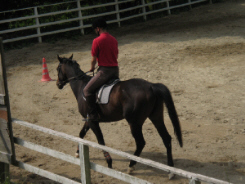 レッスン中の乗馬風景。赤いポロシャツを着た男性がレッスンを受けていました。栗毛色の馬にまたがっています。