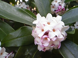 c0007355_17465595.jpg