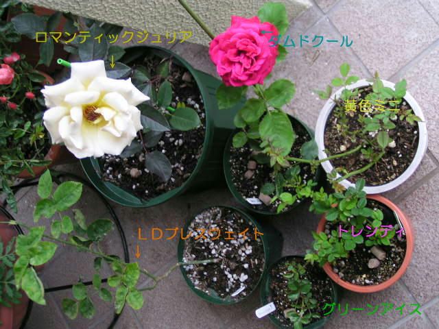 f0074659_23121844.jpg