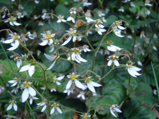 b0061261_20335013.jpg