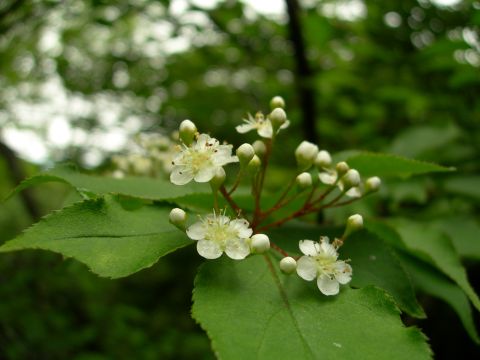 c0042869_20333063.jpg