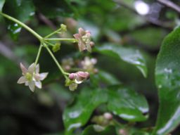 c0042869_20335729.jpg