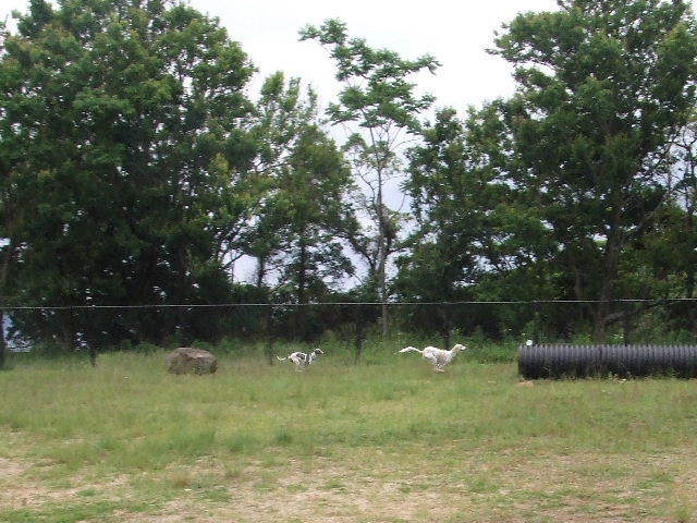 e0003270_1024491.jpg